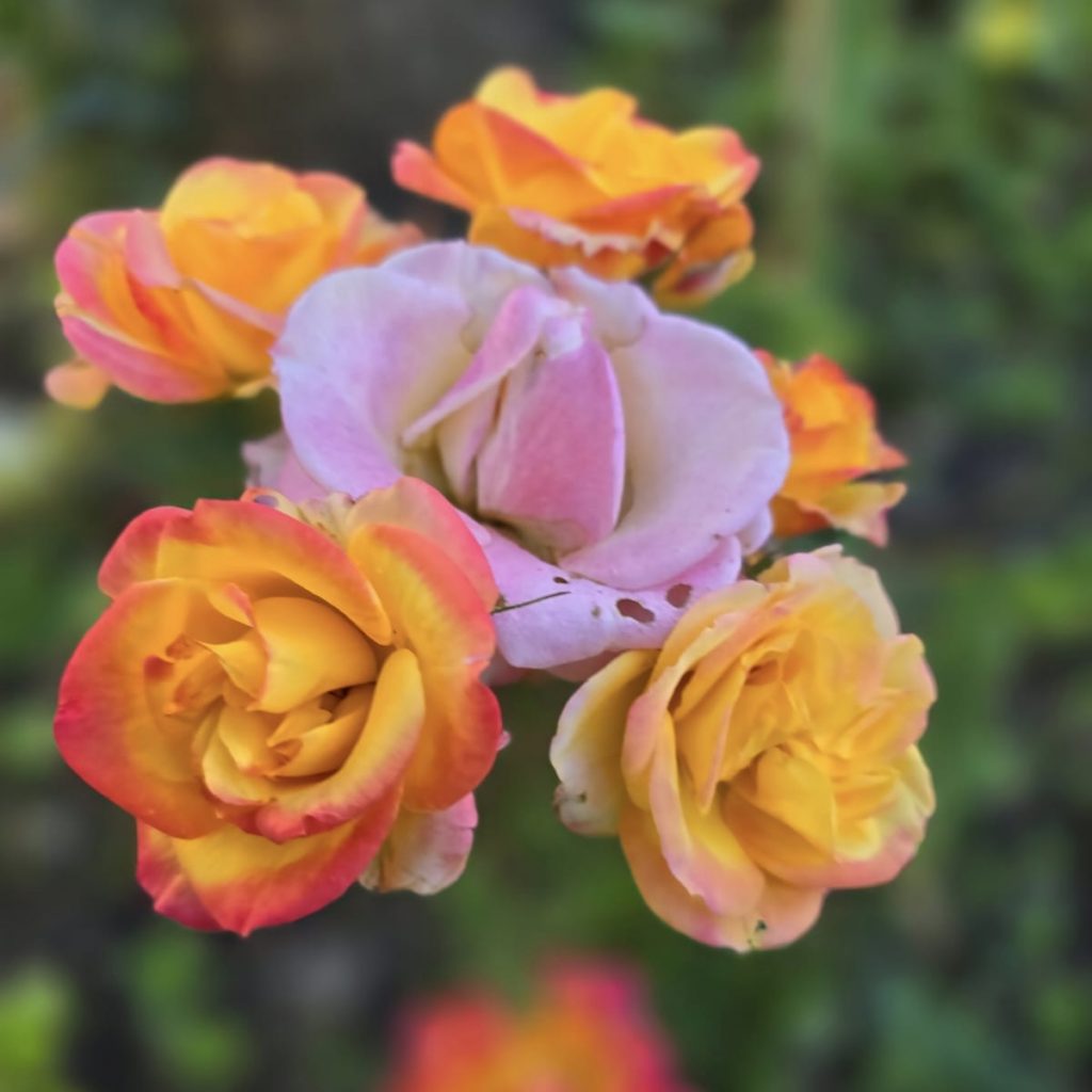 Orange Flowers