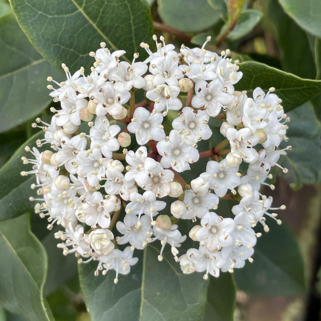 White Flower