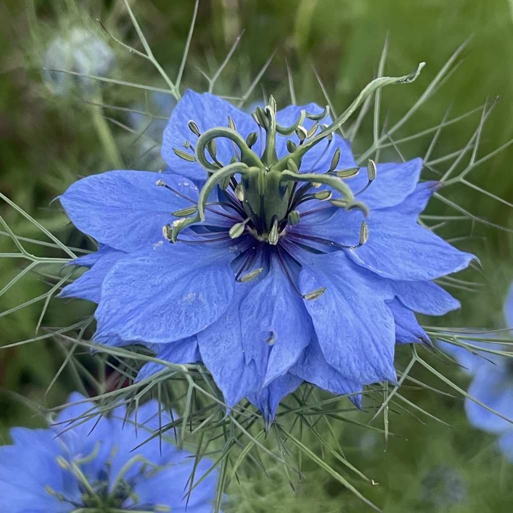 Blue Flower