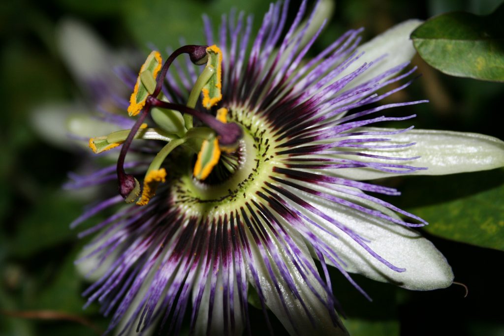 Passion Flower