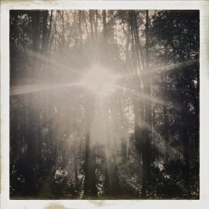 Trees Sunshine