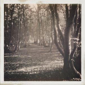 Trees Clearing