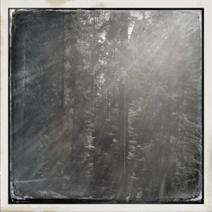 Trees Sequoia