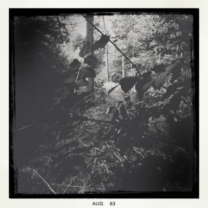 Trees Shadow