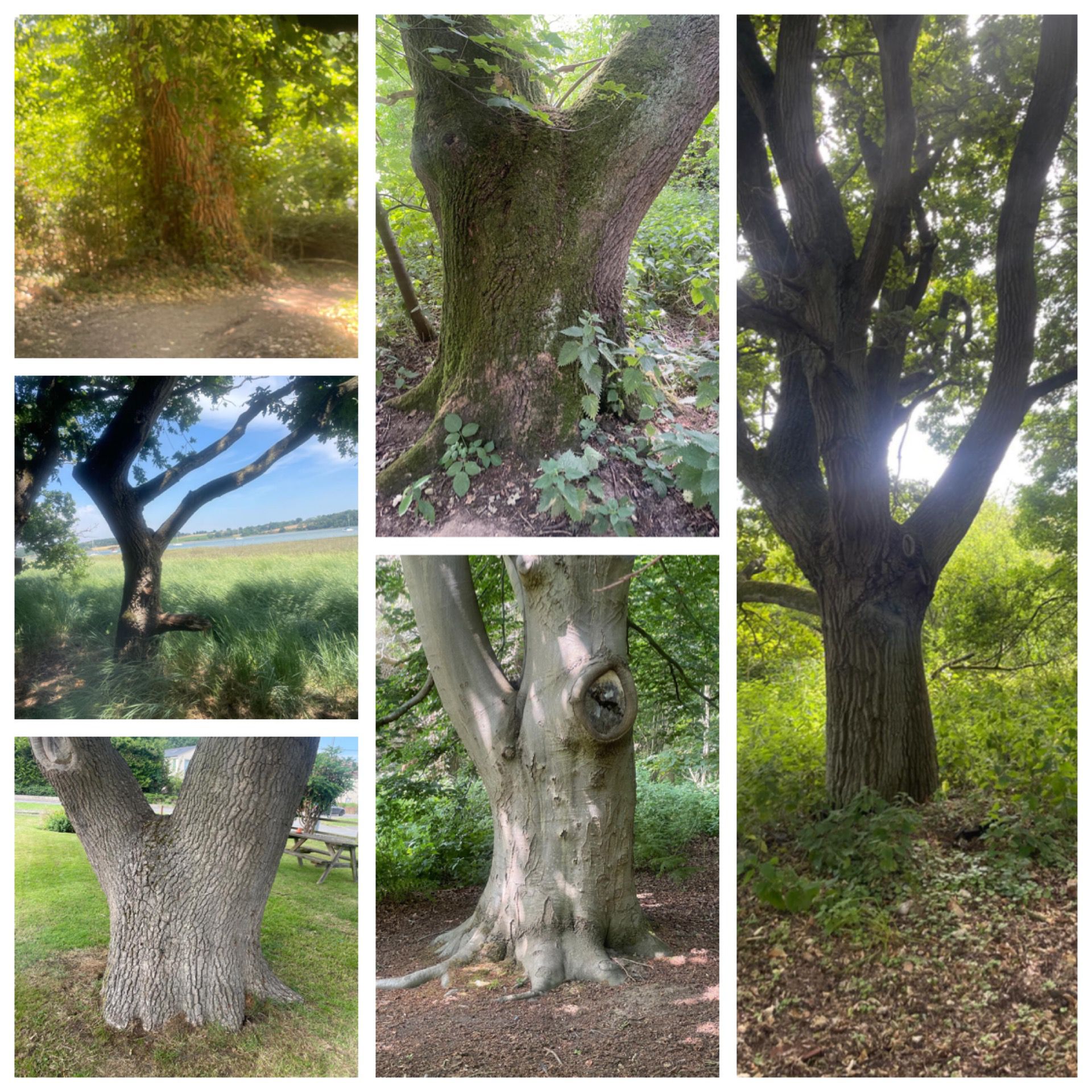 Rooted and Reaching